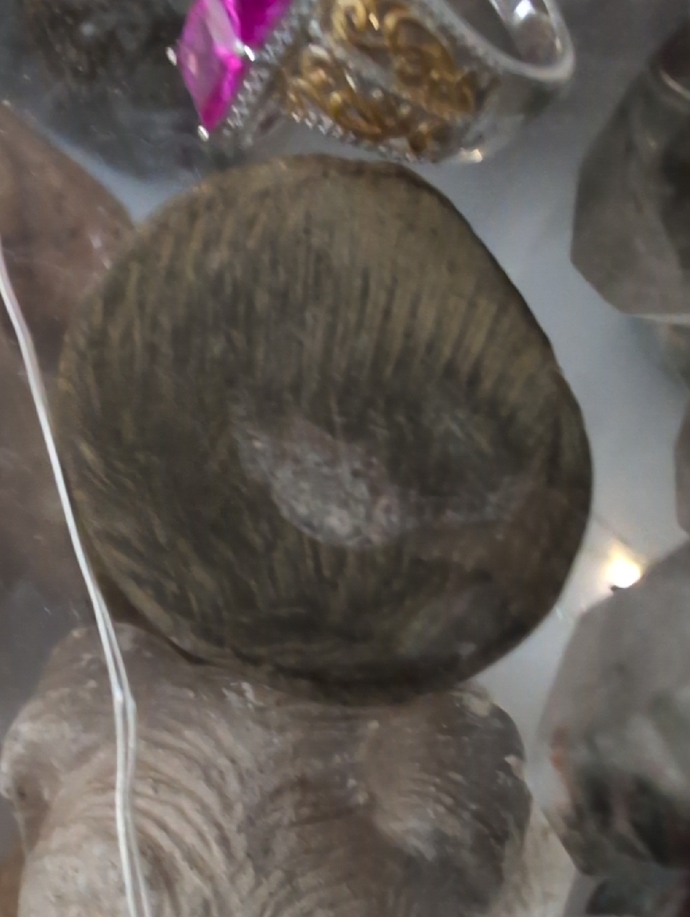 Natural Fossil - Picture 2 of 2